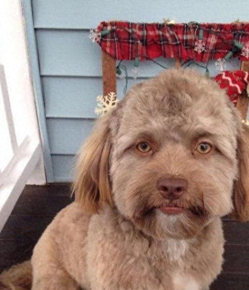 富明配资 狗狗界长得最像人的一条狗！网友：我的妈呀，人模狗样？人脸狗身