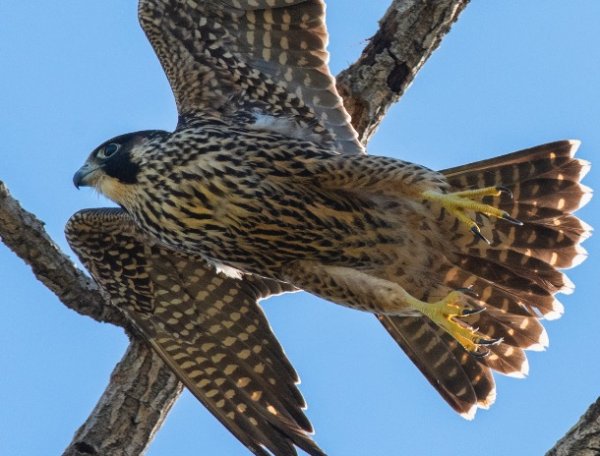 贝贝查 盘点3大拥有奇妙本领的鸟