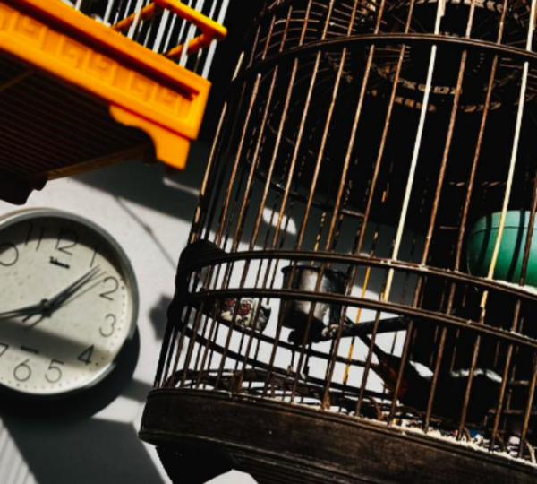 泸深策略 养鸟热潮来袭