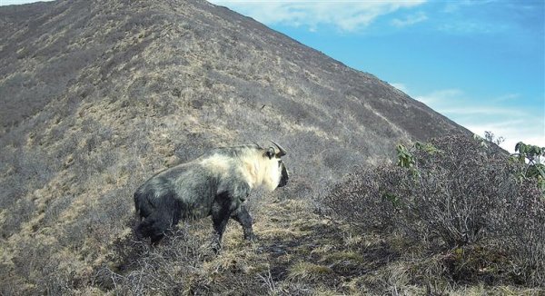 策略宝 白龙江博峪河自然保护区首次完整记录到四川羚牛全身影像